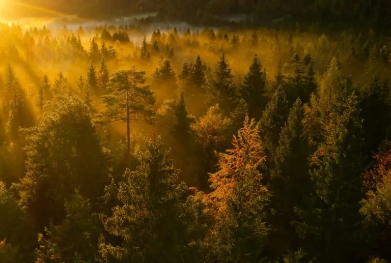 Soluppgång över en tät skog med dimma i dalgången – gyllene morgonljus lyser upp trädens höstfärger och skapar en magisk naturstämning.